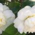 Camellia Snowball, profuse flowering in Springtime, evergreen flowering shrub for hedging and borders 