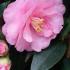 Camellia Japonica Spring Festival, pale pink flowering Camellia to buy online with UK delivery