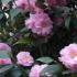 Camellia Japonica Spring Festival, pink flowering camellia to buy online, UK