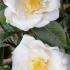 Camellia Japonica Triphosa Evergreen Shrub to buy online with UK delivery