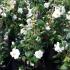 White profuse flowers of Camellia Japonica Triphosa - buy online UK