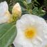 Camellia japonica White Nun in bloom with elegant pure white flowers