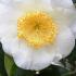 Camellia Japonica Yukimi Guruma