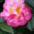 Camellia Japonica Nuccios Jewel, pink flowering Camellia for sale online, UK nationwide delivery.