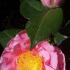 Pink flowering, large blooms on Camellia Reticulata California for sale UK