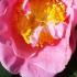 Buy Pink Camellias online - large flower of Camellia Reticulata California, UK delivery