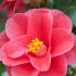 Flower of Camellia Reticulata Mary Williams, Spring flowering shrube for sale online UK