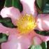 Pale pink Camellia Sasanqua Cleopatra, winter flowering to buy online UK