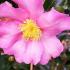 Pink camellia sasanqua shrubs, autumn flowering, for sale UK