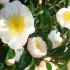 Camellia Sasanqua, White Cleopatra variety Winter Flowering for sale UK