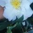 Camellia Sasanqua Hinode-Gumo