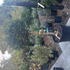 camelliasasred 1.5-1.6 m buy online UK.
