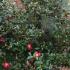 Bushy Camellia Sasanqua deep red variety for sale online UK