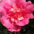 Winter flowering Camellia Sasanqua Sparkling Burgundy buy UK