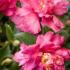 Camellia Sasanqua Sparkling Burgundy, autumn flowering Camellia, buy online UK