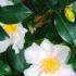 Camellia Sasanqua White Flowering - Camellia Sasanqua Cleopatra White