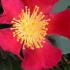 Camellia Sasanqua Yuletide - red flowering in winter Camellia for sale at our London plant centre, UK delivery