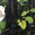 Camellia Snowball growing as an evergreen flowering hedge in an English garden