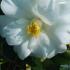 White flowering Camellias for sale online London UK