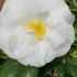 Camellia Japonica White Nun, huge white blooms in Spring - great for flowering hedges. Buy online UK