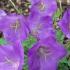 Campanula Blue Clips. Carpathian Bellflower Blue Clips for sale online with UK delivery.