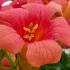 Campsis Madame Galen climbing plant with orange flowers