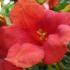 Campsis x tagliabuana Madame Galen, beautiful red flowering Trumpet Vine for sale online, UK delivery