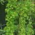 Caragana Arborescens Walker, weeping pea tree, for sale online UK delivery