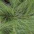 Carex Comans Frosted Curls or New Zealand sedge grass, part of our ornamental grasses for sale UK