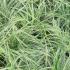 Carex Grass, ornamental grass plants for sale online, with UK delivery