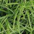 Carex Morrowii Ice Dance. Japanese Variegated Sedge Grass buy online with UK and Ireland delivery.