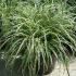 Carex Silver Sceptre, Grasses to buy online, UK