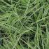 Carex Oshimensis Everest a variegated ornamental grass, an evergreen perennial - great sized plants, buy online UK delivery.