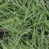 Carex Oshimensis - Evergold also known as Japanese Sedge buy it online with UK delivery