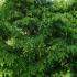 Carpinus Betulus Pendula, Weeping Hornbeam, a dwarf deciduous hornbeam with steeply pendant branches. 