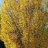 Carpinus Betulus Fastigiata Upright Fastigiate Hornbeam Tree for sale online UK delivery.