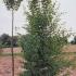 Carpinus Betulus Frans Fontaine or Upright Hornbeam Frans Fontaine for Sale Online 