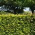 Hornbeam hedge, Carpinus Betulus growing in a UK garden 