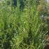 Carpinus Betulus Lucas, feathered shape trees. European Hornbeam Lucas for sale online with UK delivery.