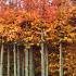 Carpinus Betulus Rockhampton Red Hornbeam (also Lochglow)