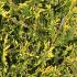 Foliage detail of Castelwellan Gold hedging 