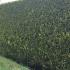 Evergreen Castelwellan Gold hedging, privacy screening boundary hedging