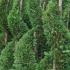 Castletwellan Leyland Cypress Spirals for sale UK