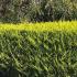 Cupressocyparis Leylandii Castlewellan Gold boundary, evergreen hedge