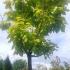 Catalpa Bignonioides Aurea or Golden Indian Bean Tree