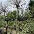 Catalpa bignonioides Nana full standard trees in winter with bare branches and elegant structure