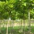 Catalpa bignonioides Nana full standard tree with rounded canopy and large green leaves