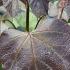 Catalpa Erubescens Purpurea Purple Indian Bean Tree Hybrid