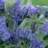 Ceanothus Arboreus Trewithen Blue Californian Lilac for Sale Online UK