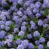 Ceanothus Arboreus Trewithen Blue Californian Lilac for Sale Online UK